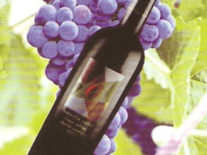 �Ĵ�ͨ�݌��I(y��)���F���޹�˾