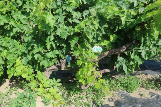 ���ģ����ӵؚ⡱�Įa(ch��n)�^(q��)�L(f��ng)������A���S��