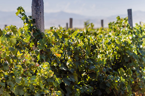 �R�mɽ�|´���Ѿ��f�����Ο�