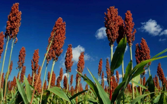 ���x�������I�k�������׾ƾ��x�o��ƣ���(gu��)�H�棩��