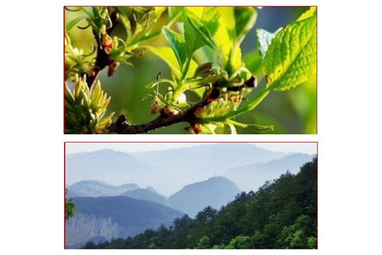 �_��(chu��ng)�ݱ����S��Ʒ�|Ϫ�زݱ����S�Ɣث@2023����A�ױ������s