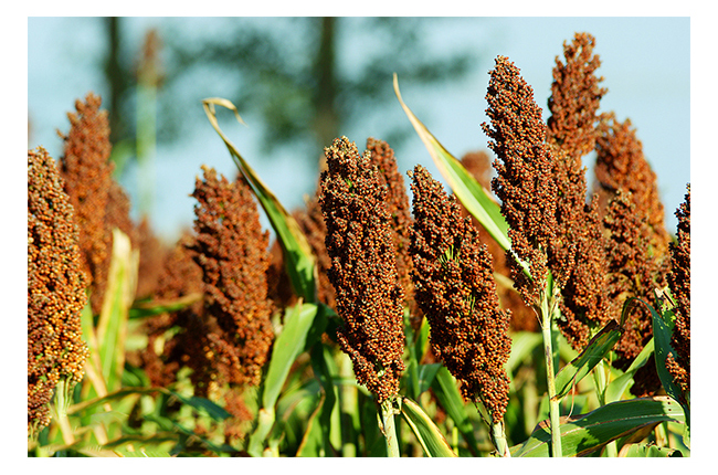 κ���Ѿ�G3������500mL42��~50��