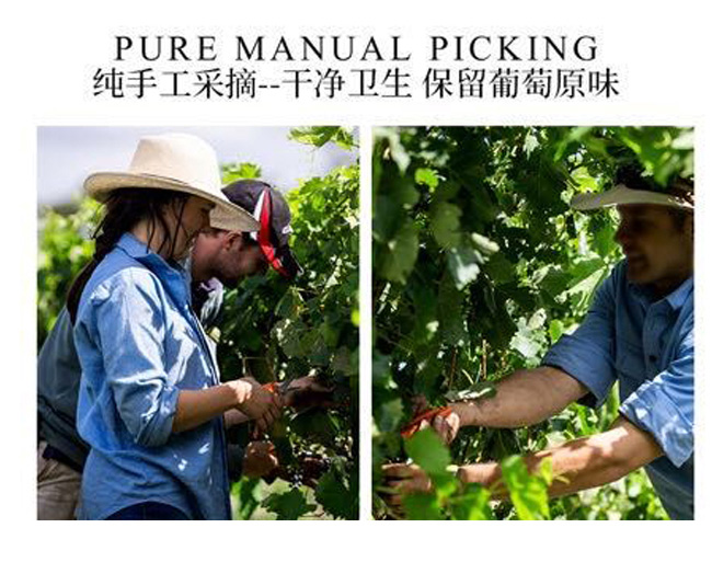 心菲莊園520干紅葡萄酒750ml