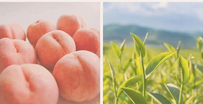 初飲初茶蜜桃烏龍茶【500ml】