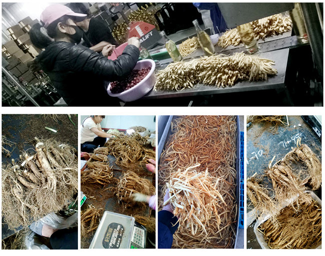 白山貢長(zhǎng)白山人參酒紅標(biāo)42°52°500ml